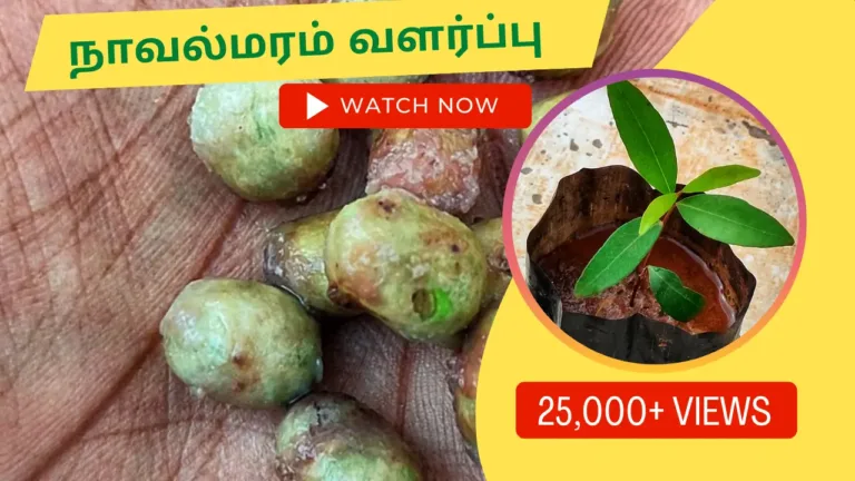 நாவல் பழம் மரம் வளர்ப்பு மற்றும் அதன் பயன்கள் நாவல்மரம்-வளர்ப்பு.-Naaval-maram-vidhayil-irunthu-valarpathu-eppadi.-How-to-grow-jamun-fruit-plant-from-seed-in-tamil