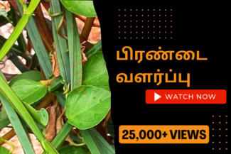 பிரண்டை-வளர்ப்பு.-Pirandai-chedi-valarpathu-eppadi