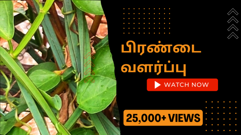 பிரண்டை செடி வளர்ப்பு மற்றும் அதன் பயன்கள் பிரண்டை-வளர்ப்பு.-Pirandai-chedi-valarpathu-eppadi