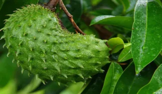 முள்சீத்தா-மரம்-வளர்ப்பு