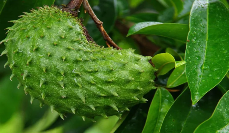 முள்சீத்தா மரம் வளர்ப்பு முறை மற்றும் அதன் பயன்கள் முள்சீத்தா-மரம்-வளர்ப்பு