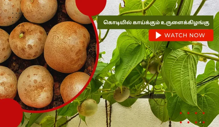 வெற்றிலை வள்ளி கிழங்கு வளர்ப்பு முறை மற்றும் அதன் மருத்தவ பயன்கள் வெற்றிலைவள்ளி-கிழங்கு-வளர்ப்பு.-Kodi-kaavallikilangu-valarpathu-eppadi.-How-to-grow-air-potato-from-seed-in-tamil