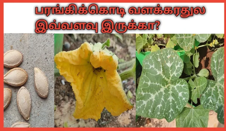 parangikai-valarpathu-eppadi