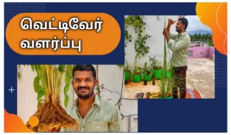 vettiveru-Fragrant-Roots-chedi-valarpathu-eppadi