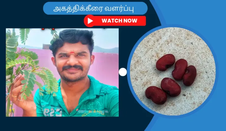அகத்திக்கீரை-வளர்ப்பு.-Agathikeerai-valarpu