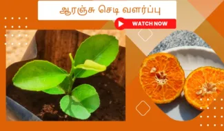 ஆரஞ்சு-செடி-வளர்ப்பு.-Orange-chedi-valarpathu-eppadi.-How-to-grow-orange-plant-from-seed-in-tamil