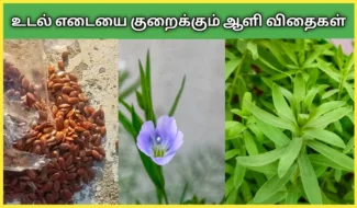 ஆளி விதைகள் வளர்ப்பு How to grow Flax seeds in tamil