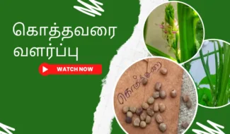 கொத்தவரை-வளர்ப்பு.-Kothavarai-chedi-valarpu.-How-to-grow-cluster-beans-plant-from-seed-in-tamil