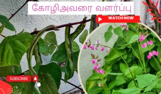 கோழிஅவரை-வளர்ப்பு.-Kozhiavarai-chedi-valarpathu-eppadi.-How-to-grow-beans-plant-from-seed-in-tamil