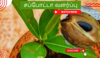 சப்போட்டா-வளர்ப்பு.-Sapotta-chedi-valarpu.-How-to-grow-chikoo-plant-from-seed-in-tamil