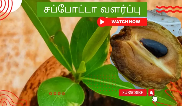 சப்போட்டா வளர்ப்பு முறை மற்றும் அதன் பயன்கள் சப்போட்டா-வளர்ப்பு.-Sapotta-chedi-valarpu.-How-to-grow-chikoo-plant-from-seed-in-tamil