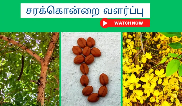 சரக்கொன்றை மரம் வளர்ப்பு முறை மற்றும் அதன் பயன்கள் சரக்கொன்றை-வளர்ப்பு.-Sarakondrai-chedi-valrpu.-How-to-grow-golden-shower-plant-from-seed-in-tamil