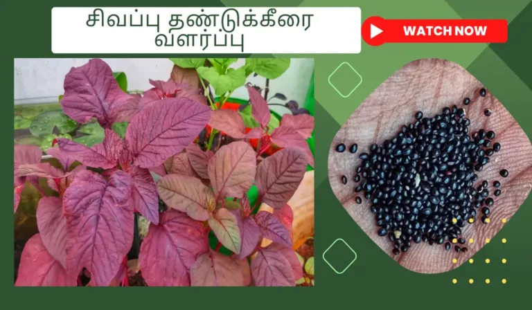 சிவப்பு தண்டுக்கீரை வளர்ப்பு முறை மற்றும் அதன் பயன்கள் சிவப்பு-தண்டுக்கீரை-வளர்ப்பு.-How-to-grow-red-spinach-from-seed-in-tamil