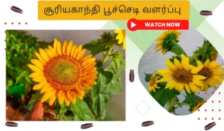 சூரியகாந்தி-பூச்செடி-வளர்ப்பு.-Sooriyagandhi-poochedi-valarpu