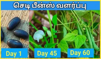செடி-பீன்ஸ்-வளர்ப்பு-விதைப்பு-முதல்-அறுவடை-வரை.-How-to-grow-bush-beans-from-seed-in-tamil