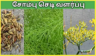 சோம்பு-செடி-வளர்ப்பது-எப்படி-.-Sombu-chedi-valarpathu-eppadi.-How-to-grow-fennel-seeds-plant