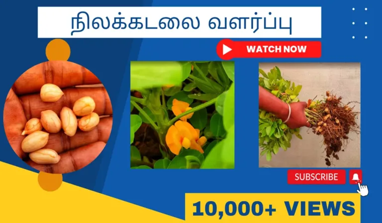 நிலக்கடலை வளர்ப்பு முறை மற்றும் அதன் பயன்கள் நிலக்கடலை-வளர்ப்பு.-Nilakadalai-chedi-valarpathu-eppadi.-How-to-grow-groundnut-plant-from-seed-in-tamil