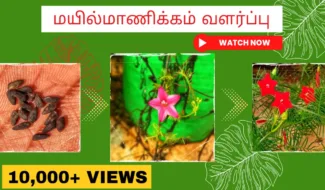 மயில்மாணிக்கம்-வளர்ப்பு.-Mayilmanikam-chedi-valarpathu-eppadi.-grow-cypress-plant-from-seed-in-tamil