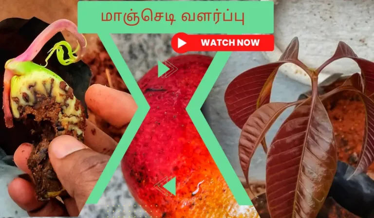 மா மரம் வளர்ப்பு முறை மற்றும் அதன் பயன்கள் மாஞ்செடி வளர்ப்பு. Maanjedi valarpathu eppadi. How to grow mango plant from seed in tamil