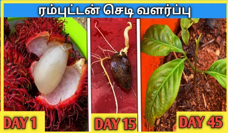 ரம்புட்டான் செடி வளர்ப்பு முறை மற்றும் அதன் பயன்கள் விதையிலிருந்து-ரம்புட்டான்-செடி-வளர்ப்பது-எப்படி.-Rambutan-palam-chedi-valarpathu-eppadi
