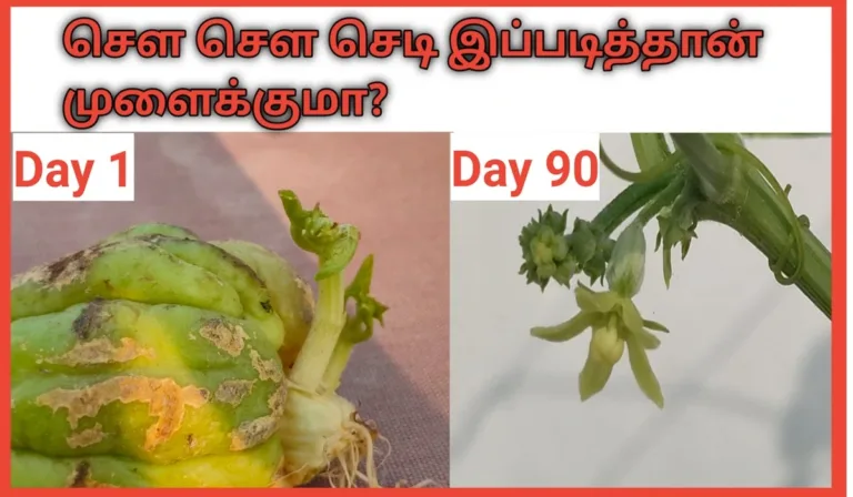 சௌ சௌ வளர்ப்பு முறை மற்றும் அதன் பயன்கள் chow chow valarpu