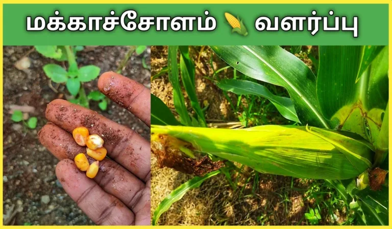how to grow corn plant from seed in tamil makkacholam valarpu