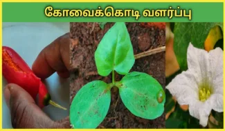 kovakaai kovai kodi valarpathu eppadi