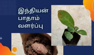 இந்தியன் பாதாம் மரம்