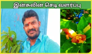இன்சுலின் செடி வளர்ப்பது எப்படி How to grow insulin plant in tamil