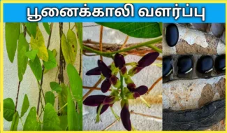 கருப்பு பூனைக்காலி வளர்ப்பு poonaikali valarpu how to grow velvet beans from seed in tamil