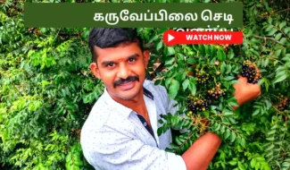 கருவேப்பிலை செடி வளர்ப்பு Karuvepilai chedi valarpu How to grow curry leaves plant from seed in tamil