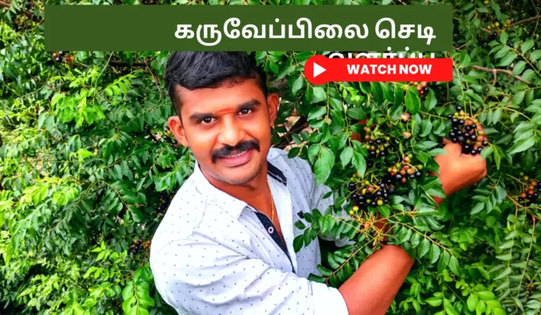 கறிவேப்பிலை செடி வளர்ப்பு முறை மற்றும் பயன்கள் கருவேப்பிலை செடி வளர்ப்பு Karuvepilai chedi valarpu How to grow curry leaves plant from seed in tamil