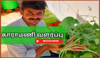 காராமணி வளர்ப்பு Kaaramani chedi valarpathu eppadi How to grow cow pea from seed in tamil