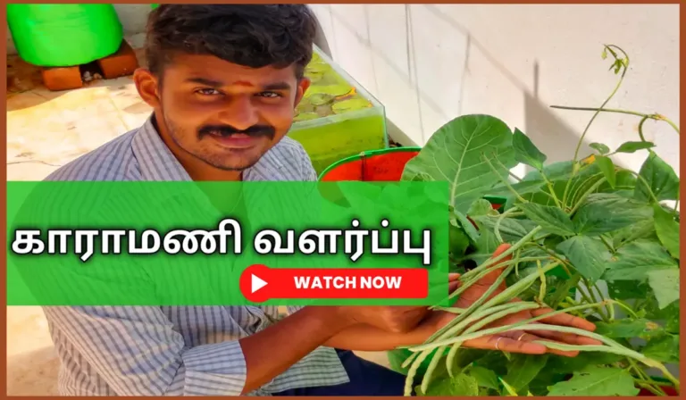 காராமணி வளர்ப்பு Kaaramani chedi valarpathu eppadi How to grow cow pea from seed in tamil