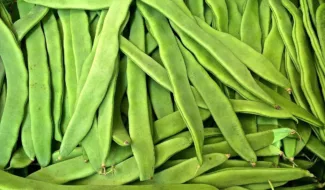 கொடி தம்பட்டை அவரை வளர்ப்பு