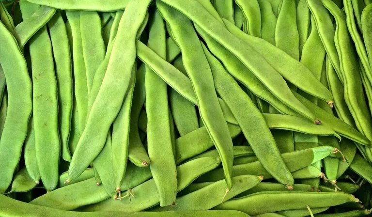 கொடி தம்பட்டை அவரை வளர்ப்பு முறை மற்றும் பயன்கள் கொடி தம்பட்டை அவரை வளர்ப்பு