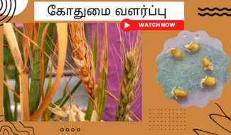 கோதுமை வளர்ப்பு Gothumai chedi valarpu How to grow wheat plant from seed in tamil