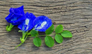 சங்குப்பூ கொடி வளர்ப்பு