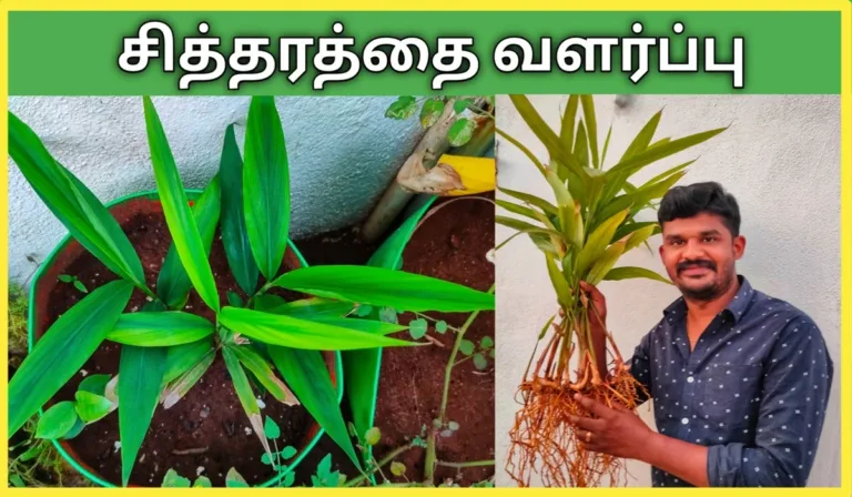 சித்தரத்தை வளர்ப்பு முறை மற்றும் அதன் பயன்கள் சித்தரத்தை செடி வளர்ப்பு chitharathai chedi valarpu