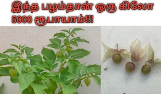 சொடக்கு தக்காளி செடி
