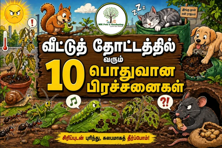 வீட்டுத் தோட்டத்தில் வரும் 10 பொதுவான பிரச்சனைகள் மற்றும் தீர்வுகள் வீட்டுத் தோட்டத்தில் வரும் 10 பொதுவான பிரச்சனைகள்