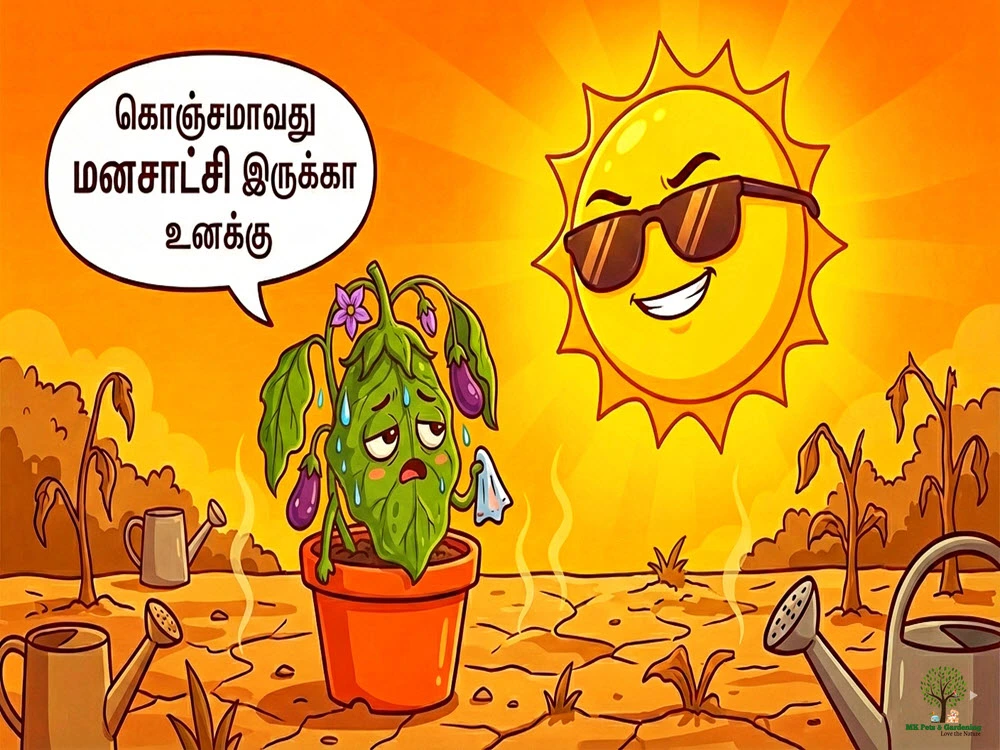 வீட்டுத் தோட்டத்தில் அதீத வெயில் பிரச்சனை 